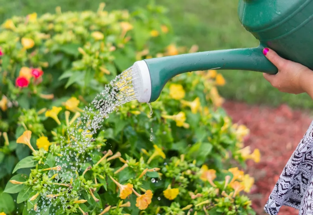 CĂLDURĂ EXTREMĂ: CÂND ESTE MAI BINE SĂ UDAȚI PLANTELE, SEARA SAU DIMINEAȚA?