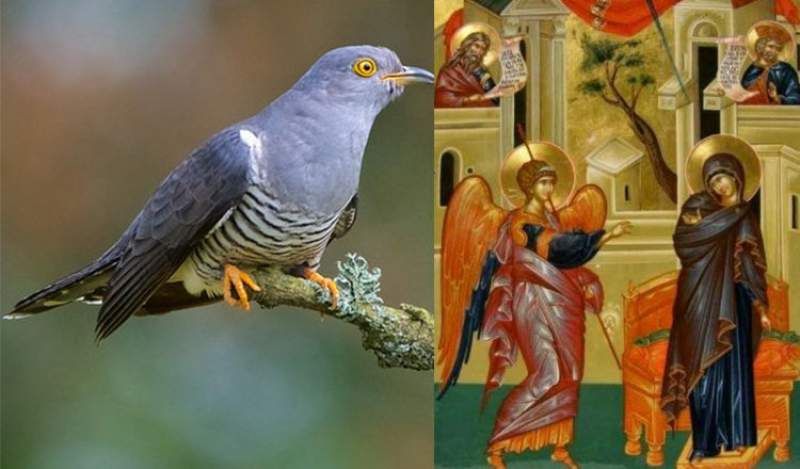 Ce semnifică dacă auzi cucul de Buna Vestire. Tradiții și superstiții