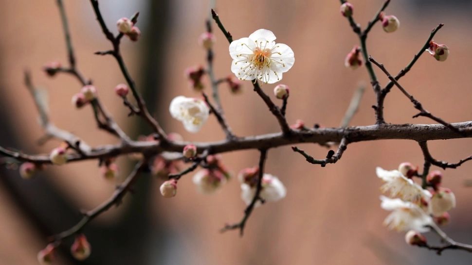 Primăvară „clasică”: meteorologii anunță temperaturi și precipitații normale pentru început de aprilie. Prognoza pe 4 săptămâni