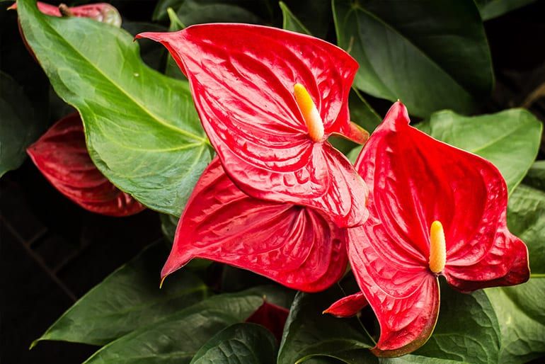 Plantele care atrag iubirea! Trebuie să le ai în casa ta