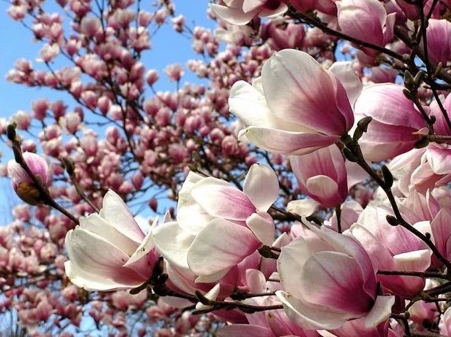 „Harta magnoliilor” din București – e timpul pentru poze frumoase!