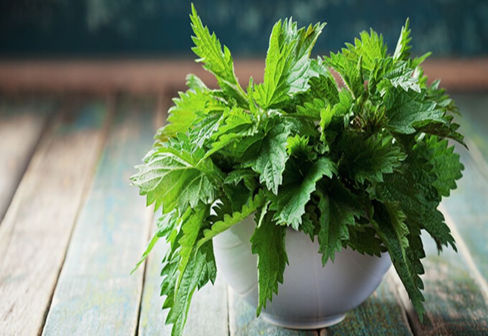 Urzicile – proprietăți și beneficii. De ce este bine să consumăm urzici