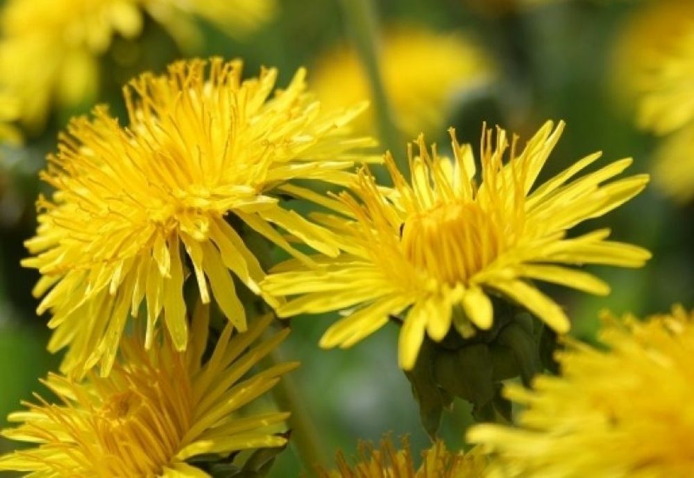 Păpădia și ceaiul de păpădie - beneficii, proprietăți, contraindicații