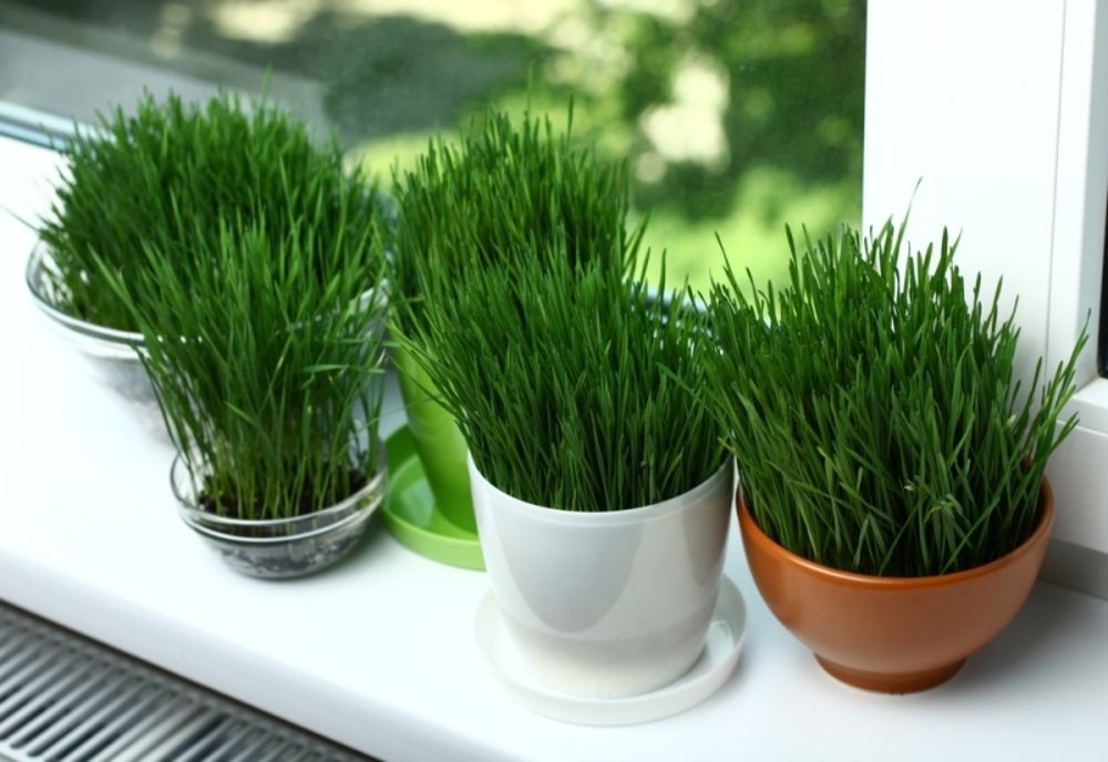 Ce să faci cu grâul pus la încolțit de Sfântul Andrei