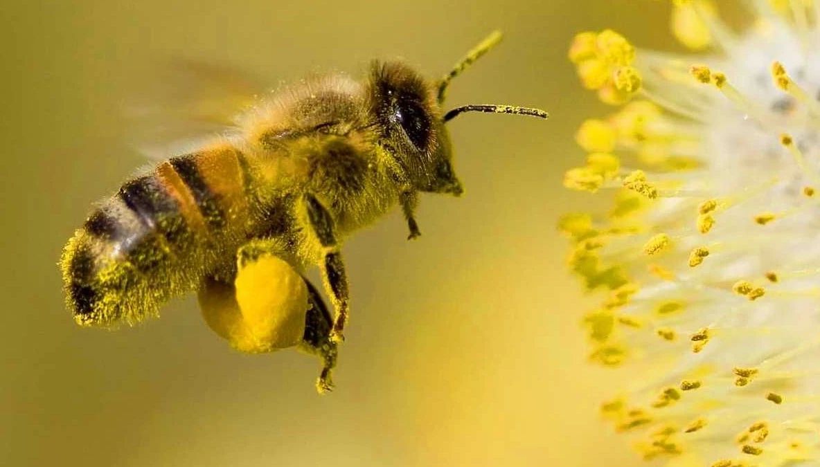 Noua tendință în frumusețe: veninul de albine ar avea efect de botox