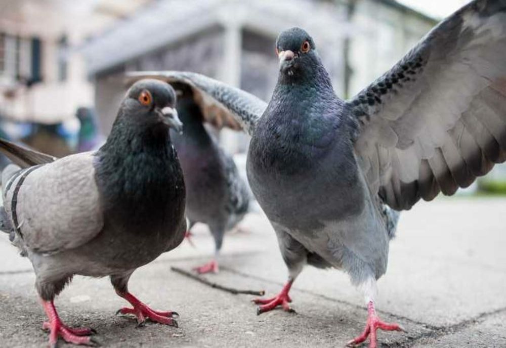Hrănirea porumbeilor, interzisă în Bucureşti! Se aplică amenzi usturătoare