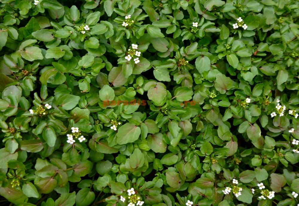 Mai bogat în vitamina C decât portocalele, acest superaliment de sezon detoxifică organismul și promovează pierderea în greutate