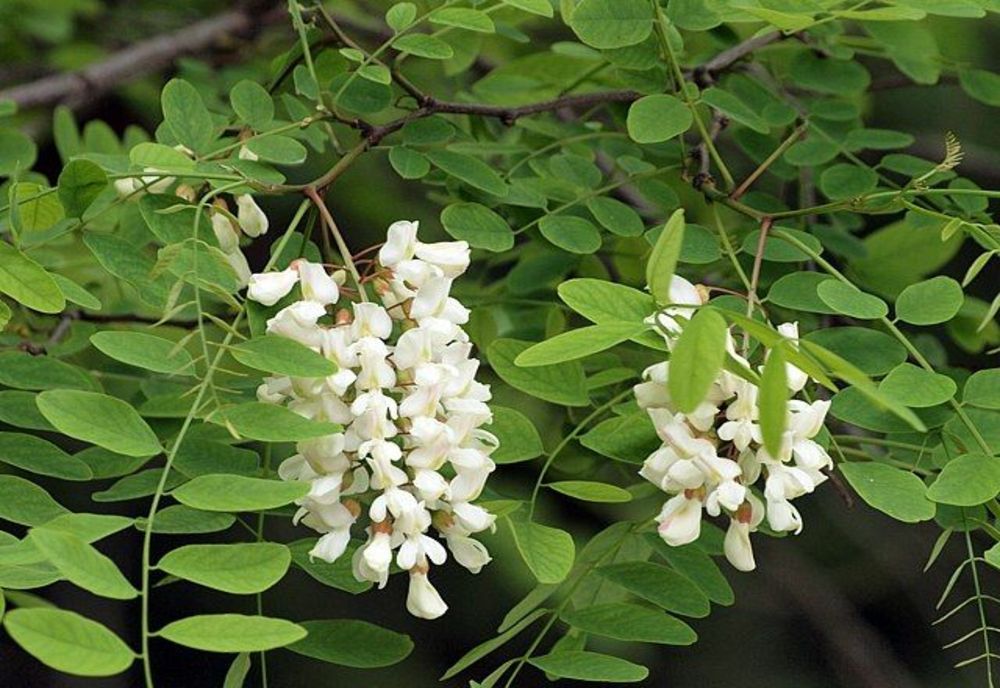 Cum vă întăreşte sănătatea floarea de salcâm