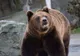 Urs văzut pe o stradă din orașul Borșa; a fost emis mesaj RO-ALERT