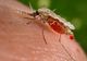 Ce este malaria și cum evităm să ne îmbolnăvim